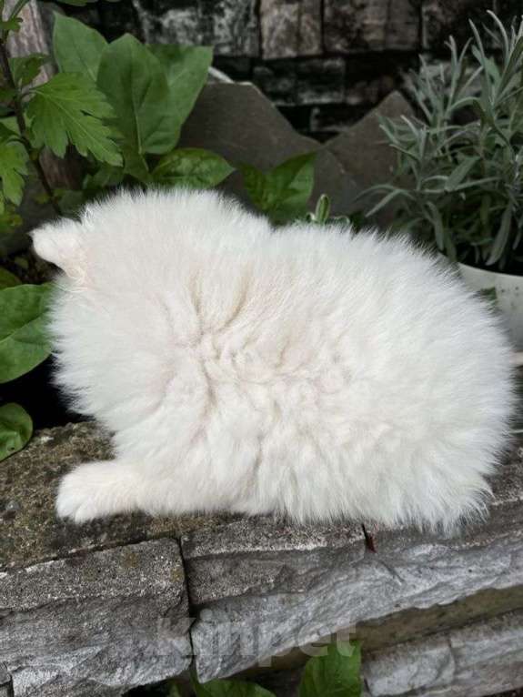 Собаки в других городах Краснодарского края: Мини шпиц  Мальчик, 20 000 руб. - фото 3