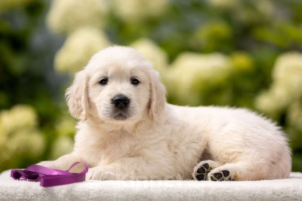 Собаки в Москве: Щенки голден( золотистого) ретривера Мальчик, 95 000 руб. - фото 2