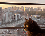 Кошки в Екатеринбурге: Отдадим в хорошие руки(требуется лечение) Девочка, Бесплатно - фото 2