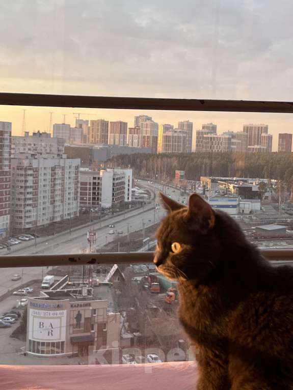 Кошки в Екатеринбурге: Отдадим в хорошие руки(требуется лечение) Девочка, Бесплатно - фото 2