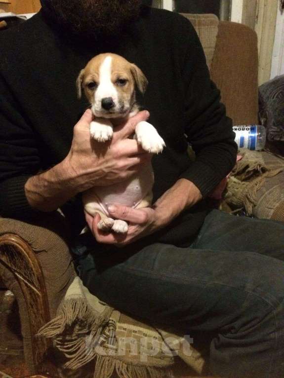 Собаки в Казани: Отдам бесплатно Девочка, Бесплатно - фото 2