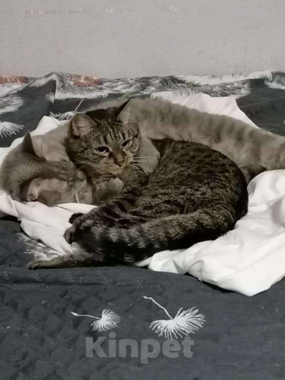 Кошки в Екатеринбурге: Отдам молодую кошку в добрые руки Девочка, Бесплатно - фото 1