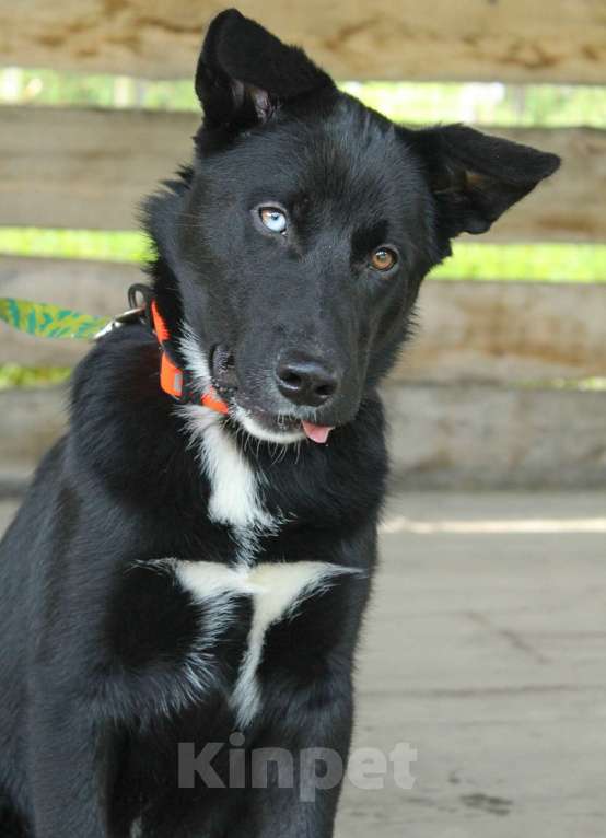Собаки в Санкт-Петербурге: Необыкновенный щенок-красавчик ищет дом Мальчик, Бесплатно - фото 5
