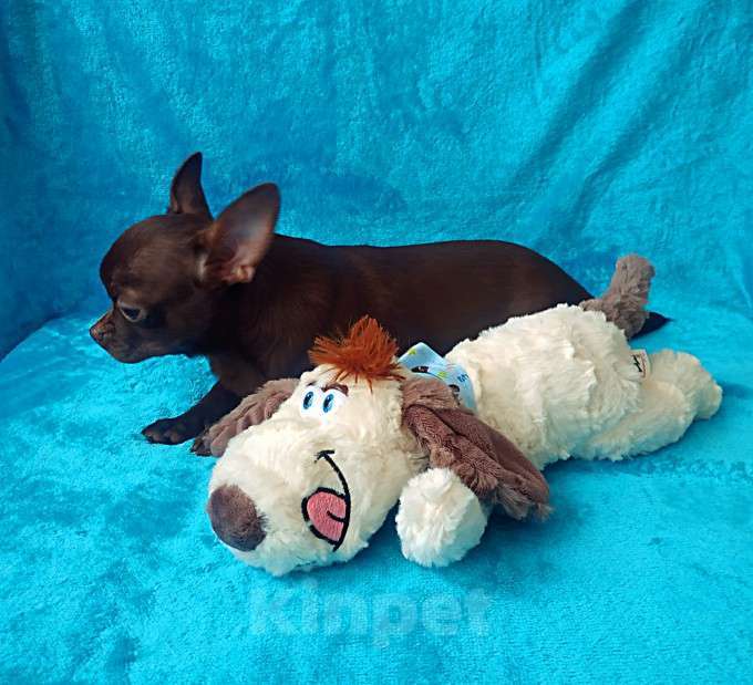 Собаки в Санкт-Петербурге: шоколадный мальчик 5 мес мелкий стандарт Мальчик, 27 000 руб. - фото 7