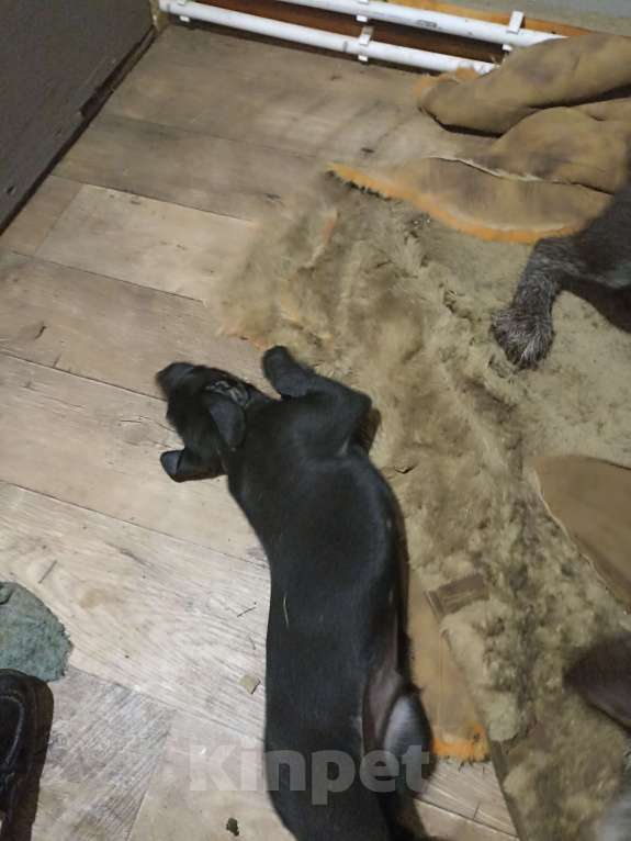 Собаки в других городах Московской области: Отдам метиса дратхаара в добрые руки Мальчик, Бесплатно - фото 4