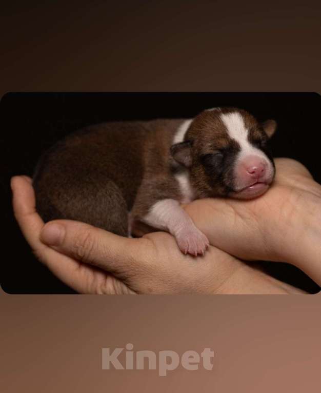 Собаки в Нижнем Новгороде: Щенок басенджи  Девочка, Бесплатно - фото 4