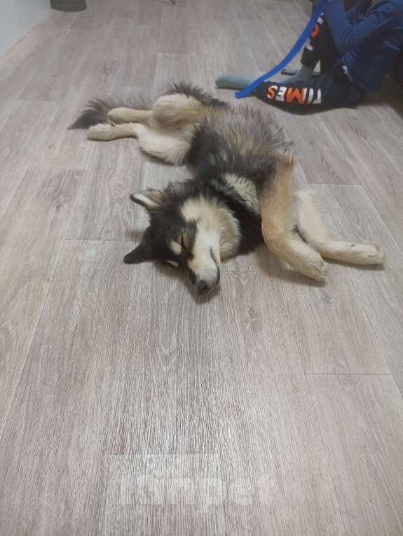 Собаки в Нижнем Новгороде: Отдам любимого Мальчик, Бесплатно - фото 3