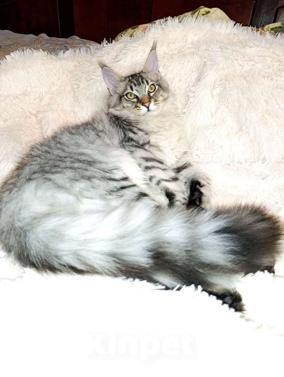 Кошки в Москве: Котенок Мейн кун. Мальчик, 60 000 руб. - фото 2