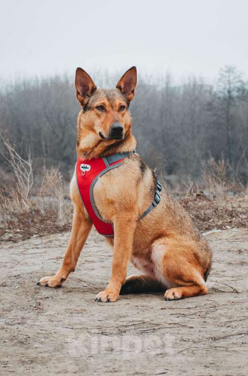 Собаки в Москве: Яшма - небольшая молодая контактная собачка из приюта в добрые руки  Девочка, Бесплатно - фото 3