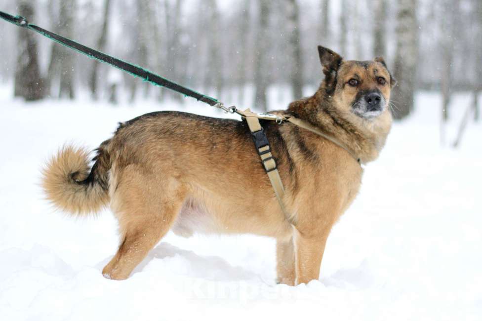 Собаки в Москве: Твист Мальчик, Бесплатно - фото 9