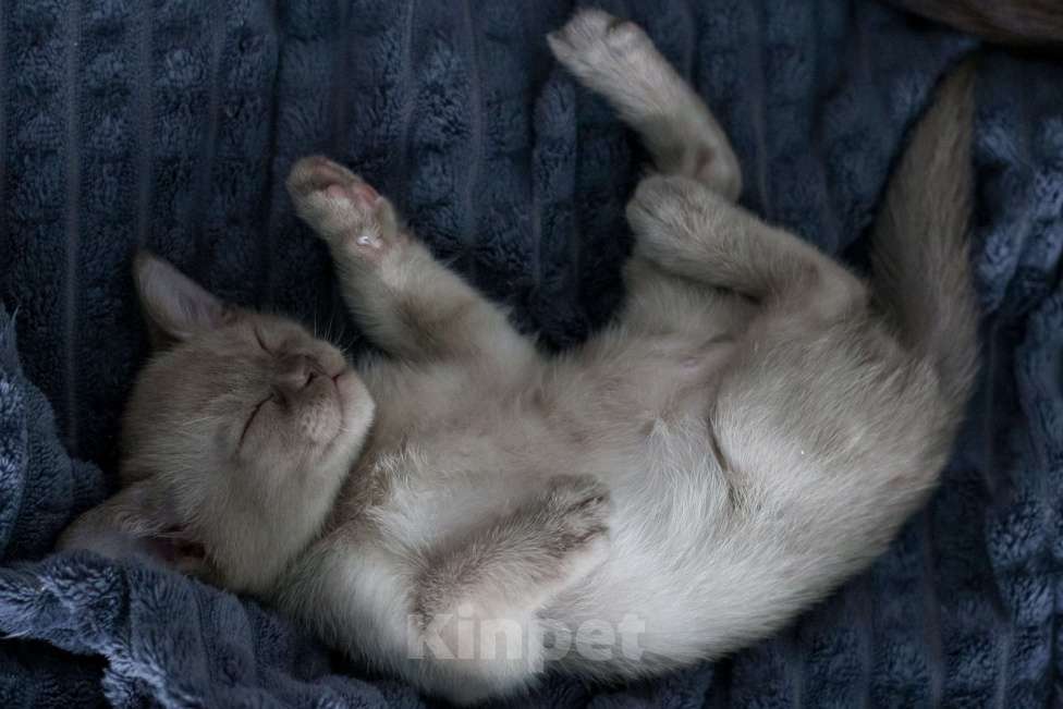 Кошки в Нижнем Новгороде: Бурманский мальчик шоколадного окраса Мальчик, 45 000 руб. - фото 3