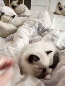 Котята Рэгдолл