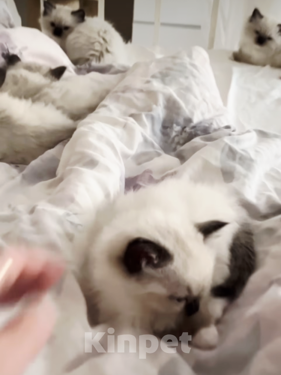 Кошки в Москве: Котята Рэгдолл Девочка, 60 000 руб. - фото 1