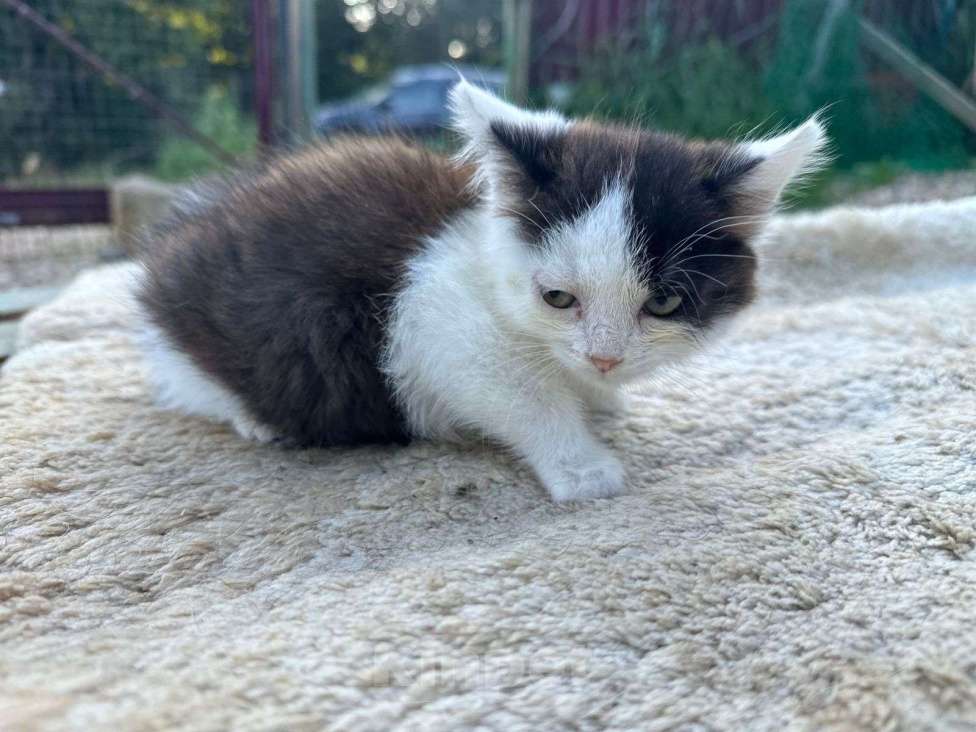 Кошки в Москве: Ласковый котёнок Бован в добрые руки Мальчик, Бесплатно - фото 4