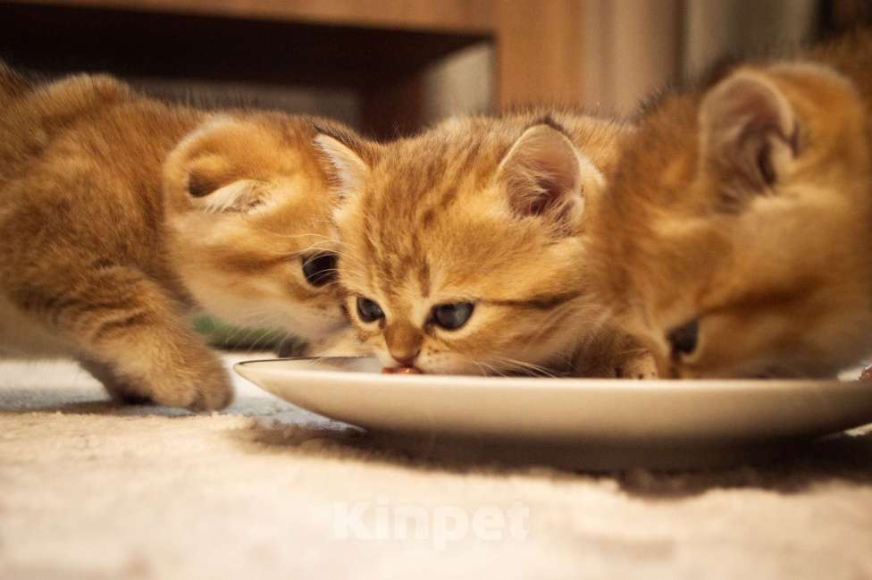 Кошки в Липецке: Шотландская кошечка Девочка, 25 000 руб. - фото 8