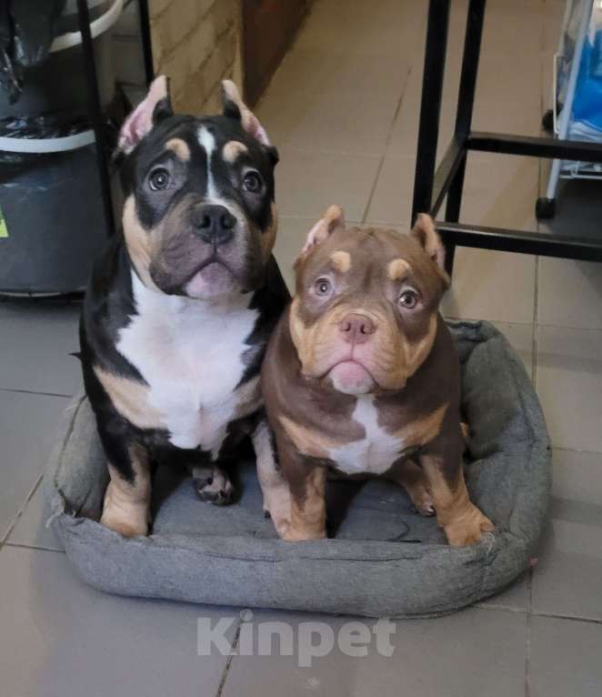 Собаки в Санкт-Петербурге: Щенок Американский Булли Мальчик, Бесплатно - фото 8