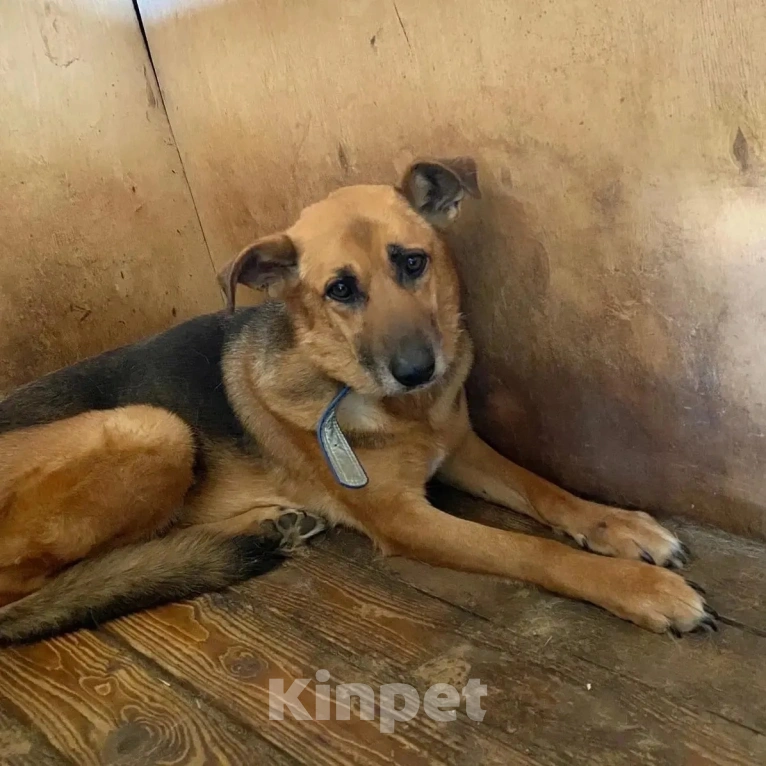 Собаки в Москве: Тучка сидит в клетке приюта и уже не надеется на чудо Девочка, Бесплатно - фото 4