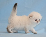Кошки в Сарове: Шотландский вислоухий котенок Девочка, Бесплатно - фото 1