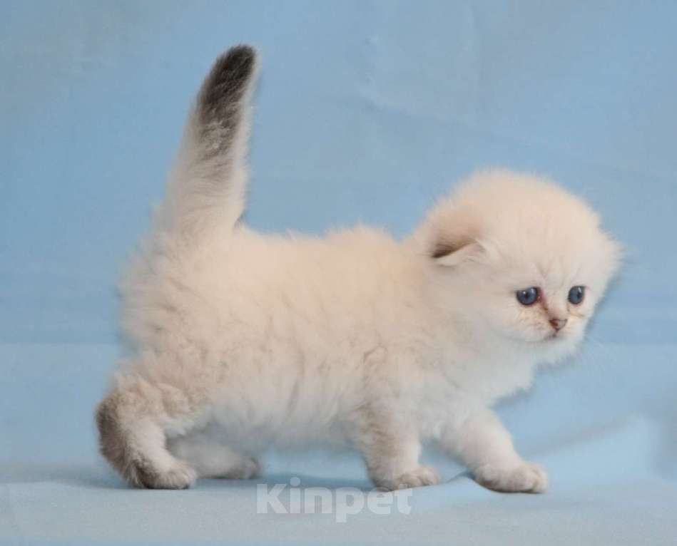 Кошки в Сарове: Шотландский вислоухий котенок Девочка, Бесплатно - фото 1