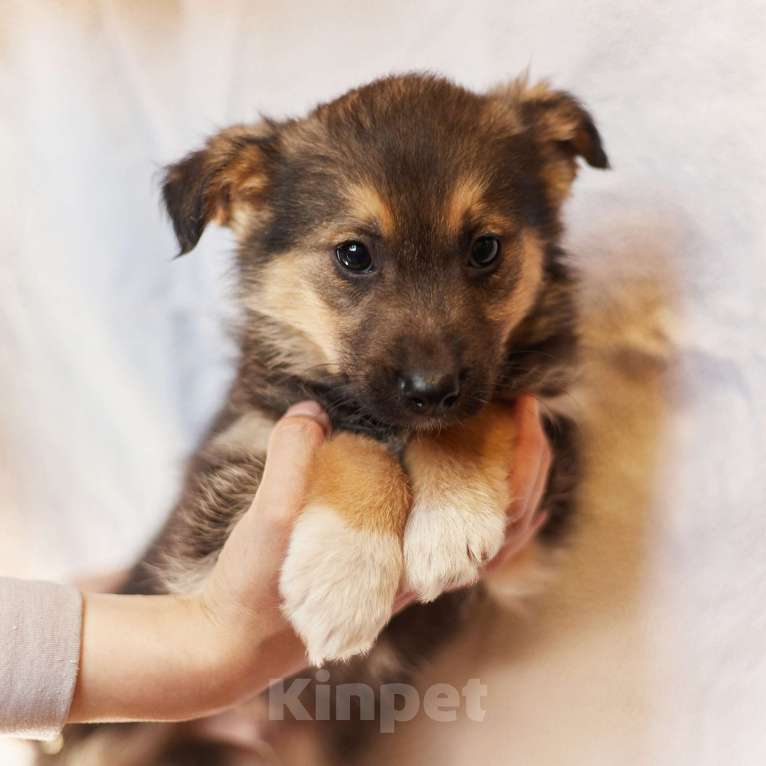 Собаки в других городах Московской области: Щенок 1,5-2 месяца Бим в добрые руки Мальчик, Бесплатно - фото 3