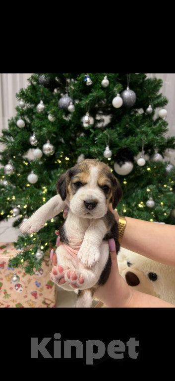 Собаки в Белгороде: Бигль 04.01.2025 г.р. Мальчик  Мальчик, 30 000 руб. - фото 2