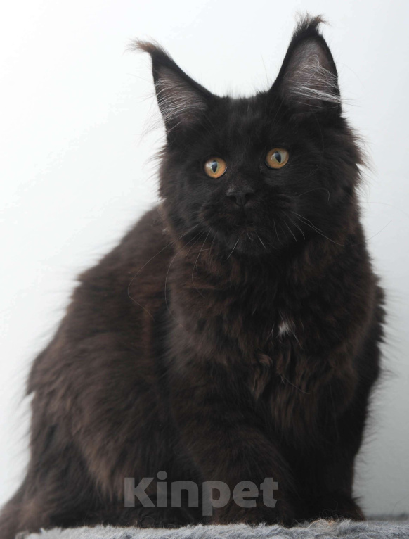 Кошки в Москве: Мейн-кун котенок Мальчик, 70 000 руб. - фото 4