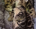 Кошки в Химках: Шотландские прямоухие котята Разнополые, 15 000 руб. - фото 7