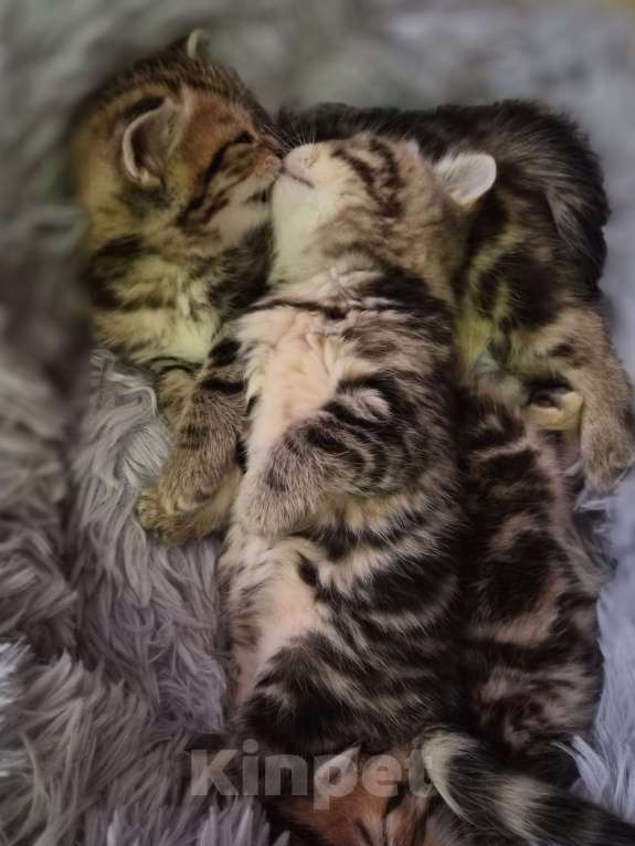 Кошки в Химках: Шотландские прямоухие котята Разнополые, 15 000 руб. - фото 7