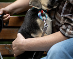 Собаки в Москве: Кнопа очень хочет домой! 🐶😍 Девочка, Бесплатно - фото 5