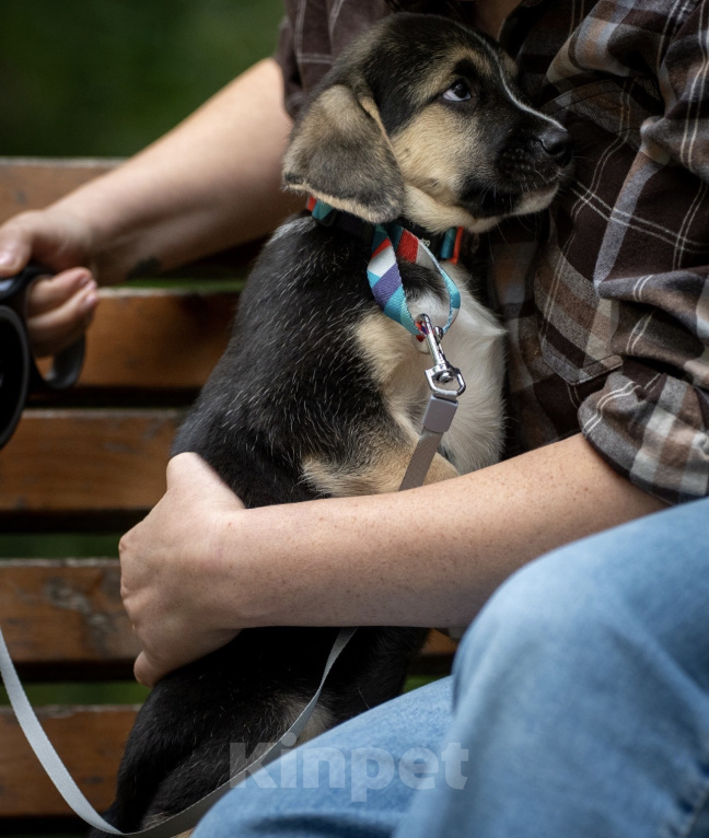 Собаки в Москве: Кнопа очень хочет домой! 🐶😍 Девочка, Бесплатно - фото 5