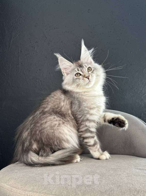 Кошки в Санкт-Петербурге: Девочка серебряная  Девочка, 25 000 руб. - фото 1