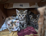 Кошки в Иркутске: Котята от американская гладкошерстная кошка Разнополые, 10 руб. - фото 8