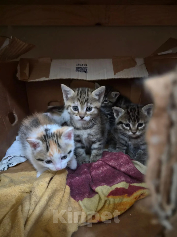 Кошки в Иркутске: Котята от американская гладкошерстная кошка Разнополые, 10 руб. - фото 8
