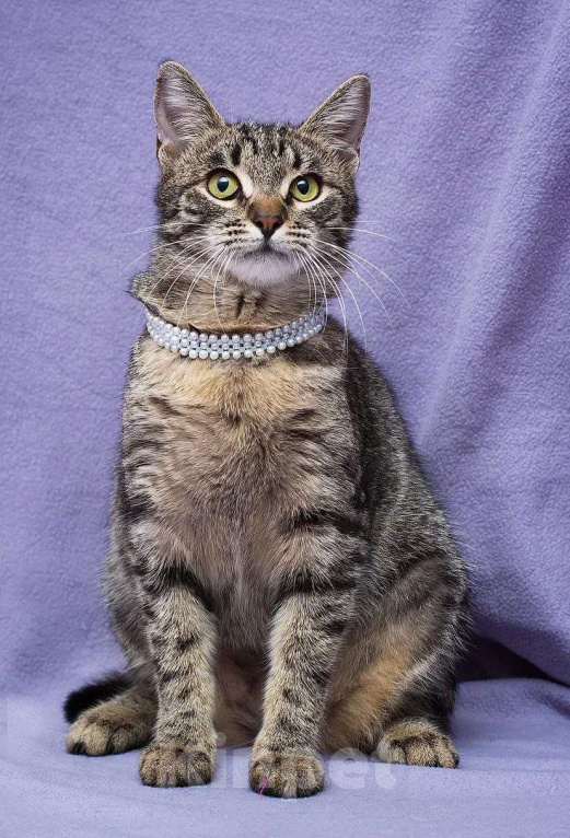 Кошки в Москве: Маленькая кошка с огромным желанием жить Девочка, Бесплатно - фото 2