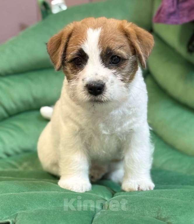 Собаки в Уфе: Настоящий ФРАНТ, щенок джек рассел Мальчик, 90 000 руб. - фото 1