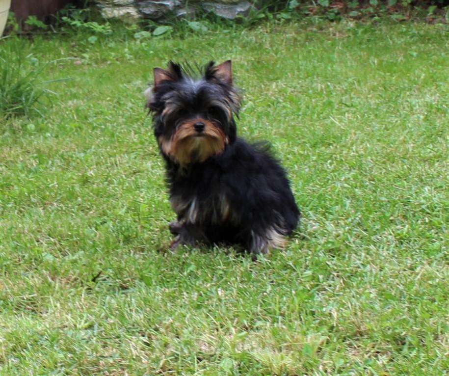 Собаки в Подольске: Щенки йоркширского терьера Мальчик, 60 000 руб. - фото 3