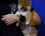 Собаки в Москве: Щенки сиба от чемпионов Мальчик, 50 000 руб. - фото 1