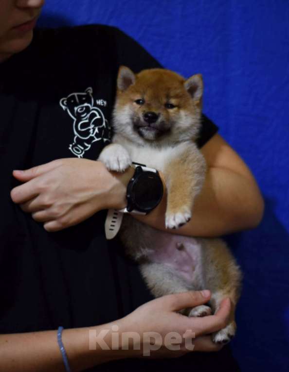 Собаки в Москве: Щенки сиба от чемпионов Мальчик, 50 000 руб. - фото 1