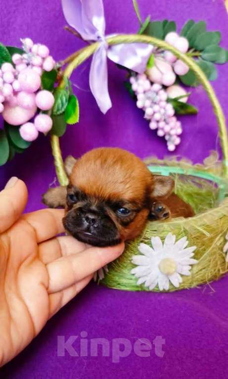 Собаки в Москве: Рыжий мальчик пти-брабансон на июль Мальчик, 40 000 руб. - фото 2