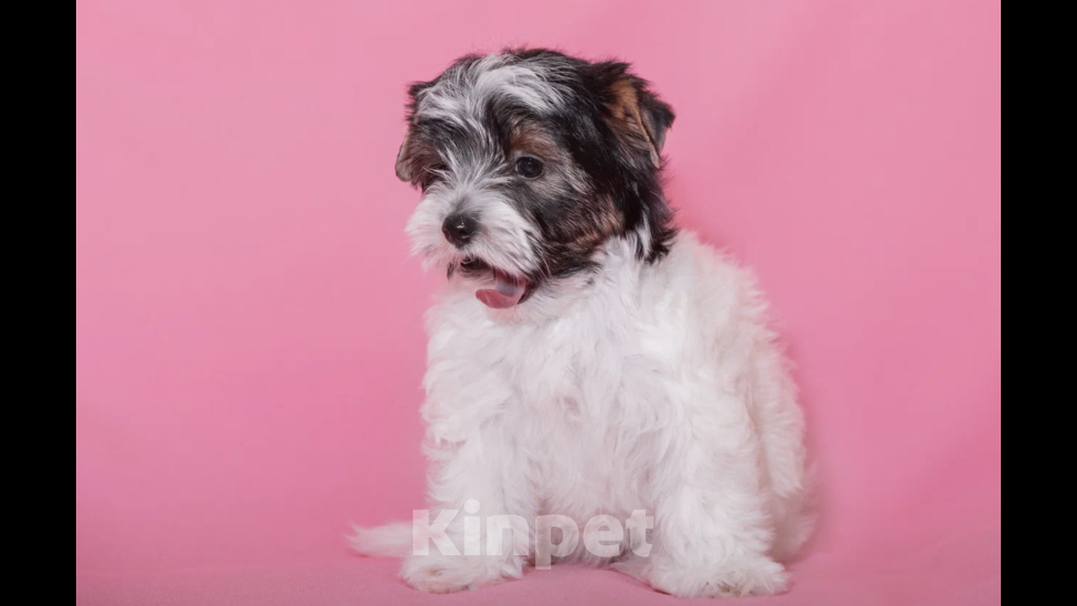 Собаки в Екатеринбурге: Бивер терьер, щенок, девочка. Девочка, 45 000 руб. - фото 3