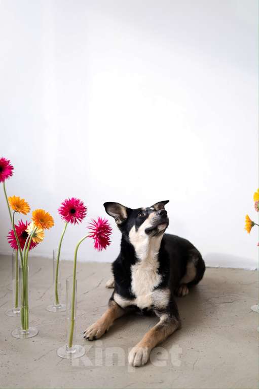 Собаки в Москве: Подросток Микка ждет свою семью Девочка, Бесплатно - фото 3