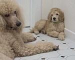 Собаки в Москве: Королевский пудель! Щенок Мальчик, Бесплатно - фото 5