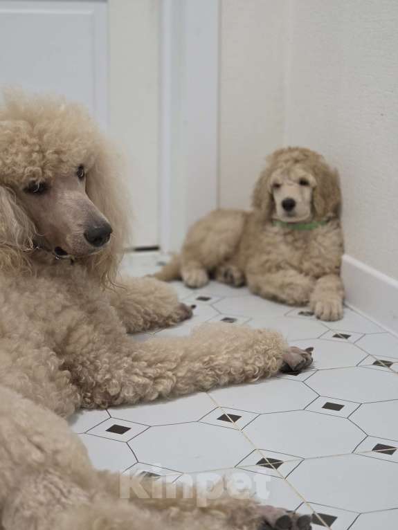 Собаки в Москве: Королевский пудель! Щенок Мальчик, Бесплатно - фото 5