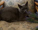 Кошки в Москве: Найден кот Мальчик, Бесплатно - фото 4