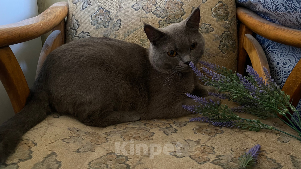 Кошки в Москве: Найден кот Мальчик, Бесплатно - фото 4