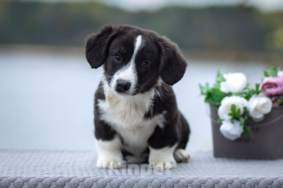 Собаки в Санкт-Петербурге: Щенки Вельш-корги кардиган Мальчик, 45 000 руб. - фото 2