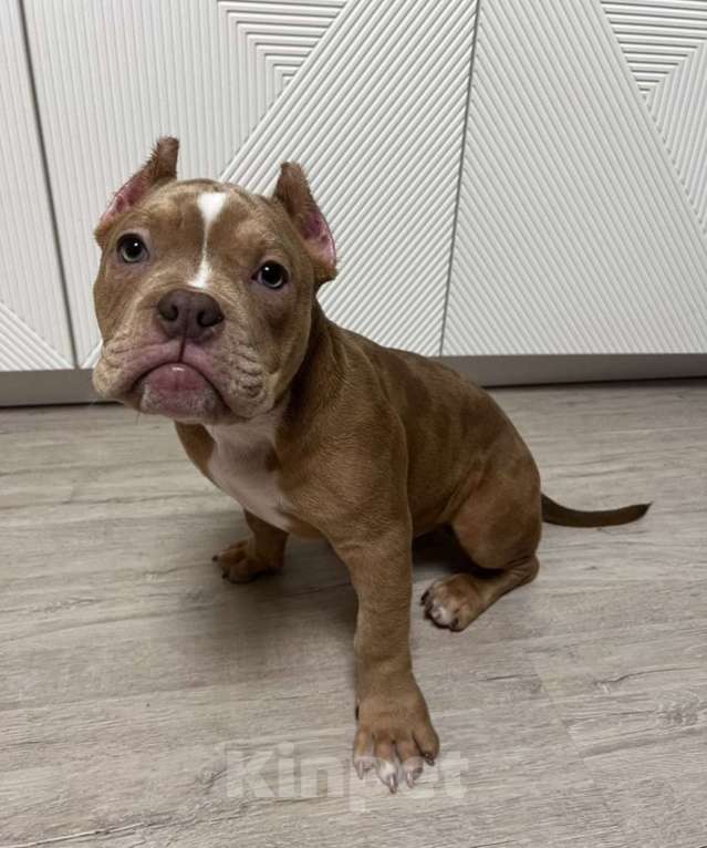 Собаки в Москве: Щенок Американский булли покет  Мальчик, Бесплатно - фото 2