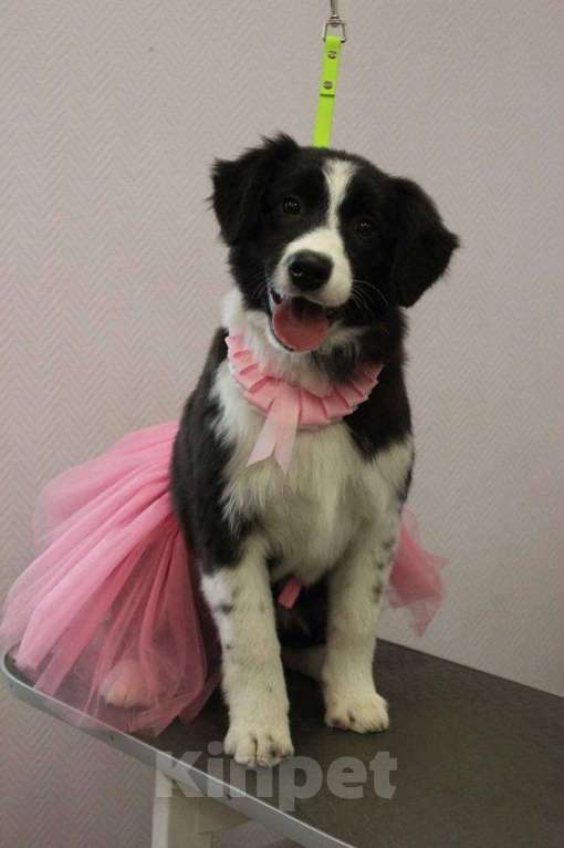 Собаки в Новосибирске: Премиальные щенки Бордер Колли от титулованных родителей  Девочка, Бесплатно - фото 7