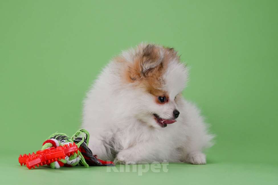 Собаки в Ростове-на-Дону: Продается мальчик померанского щпица от высокопородных родителей. Мальчик, 35 000 руб. - фото 8