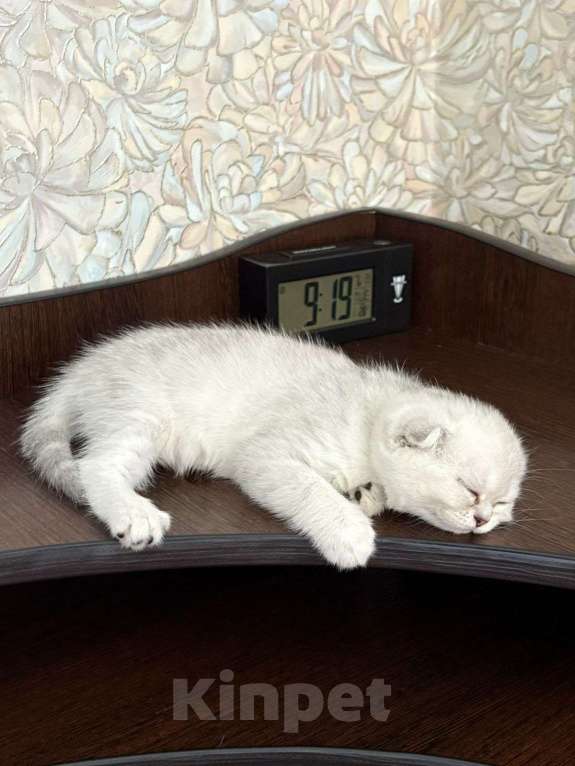 Кошки в Бердске: Продам шотландских котят Девочка, 10 000 руб. - фото 1